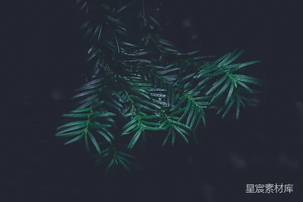 高清摄影 深色背景下的常绿植物枝条
