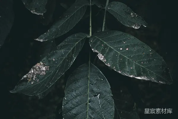 高清摄影 黑暗中的叶子