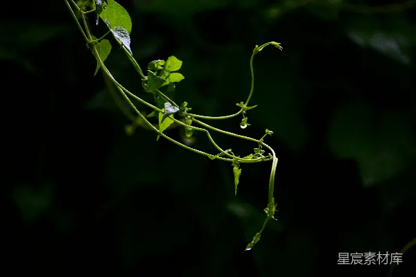 高清摄影 雨后藤蔓上的露珠