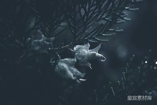 高清摄影 雨后松果的静谧之美