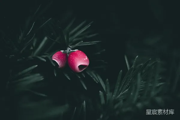 高清摄影 冬日红果点缀松枝