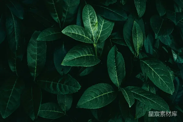 高清摄影 深绿色叶子的自然背景