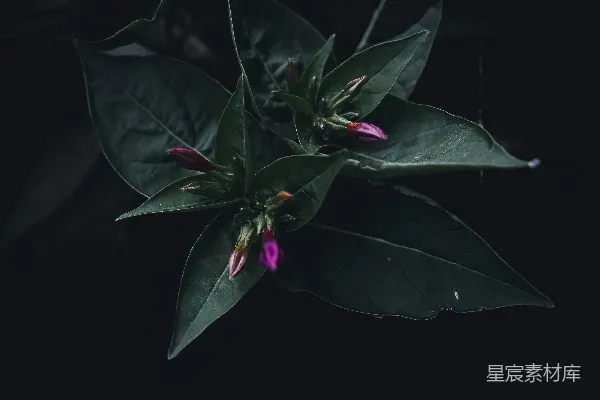 高清摄影 幽暗中的粉红色花蕾