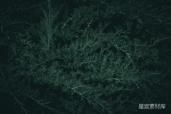 高清摄影 深邃夜色中的松枝