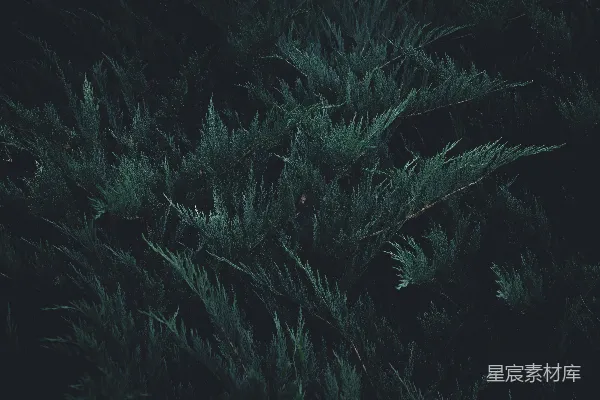 高清摄影 深邃的松枝