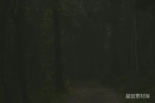 高清摄影 幽暗森林小径