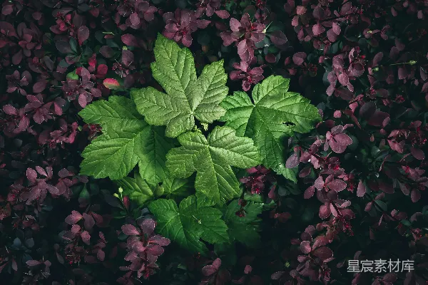 高清摄影 自然之美的叶子