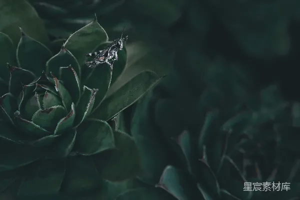 高清摄影 绿植上的小昆虫