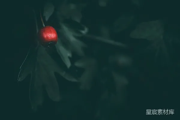 高清摄影 暗夜中的红色浆果