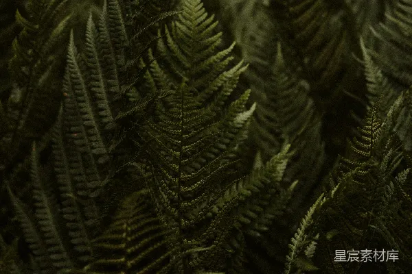 高清摄影 翠绿蕨类植物