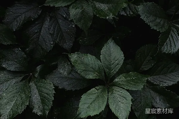 高清摄影 雨后深绿色植物