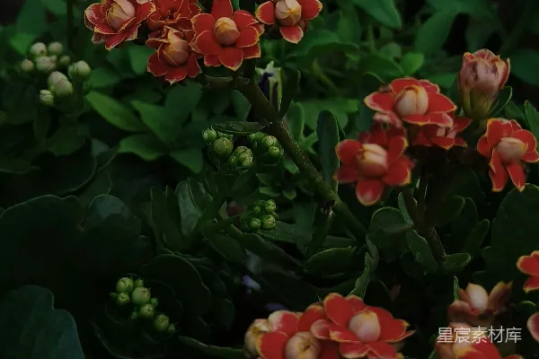 高清摄影 橙色花朵的夜晚