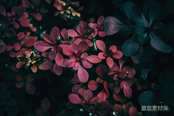 高清摄影 深色背景下鲜艳的红色植物叶片