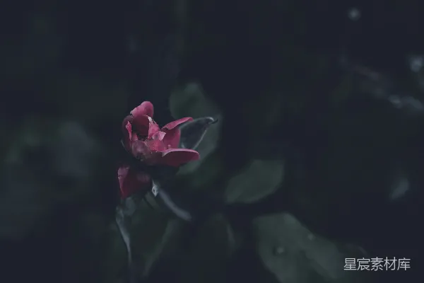 高清摄影 暗夜中的玫瑰