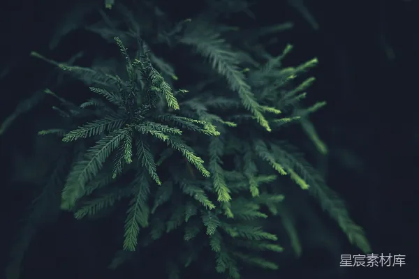 高清摄影 松枝的细节特写