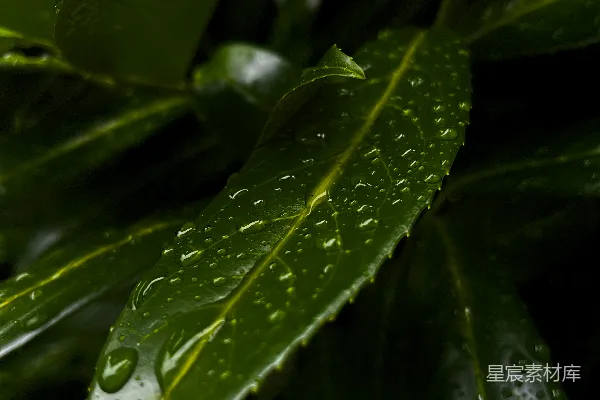 高清摄影 雨后绿叶的露珠