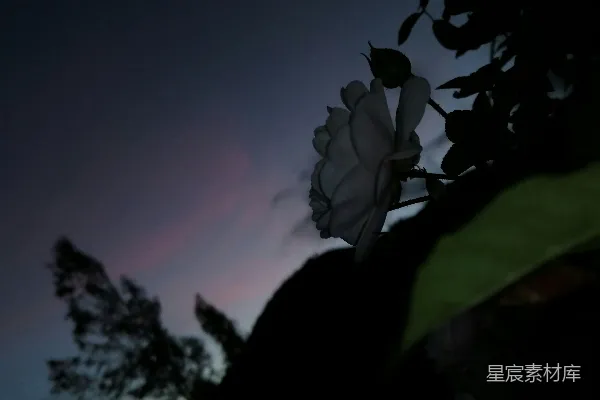 高清摄影 黄昏下的白色花朵剪影