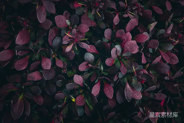 高清摄影 深紫绿叶植物特写
