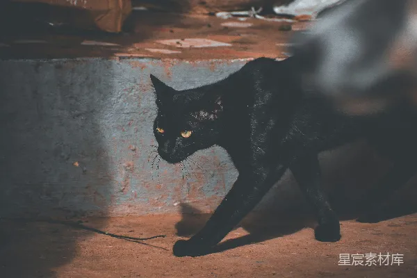 高清摄影 黑猫的侧影