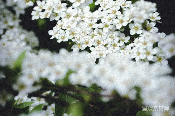 高清摄影 春日繁花盛开