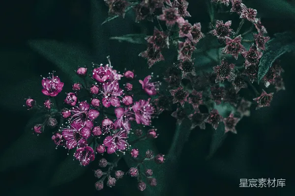 高清摄影 暗夜中的紫色花簇