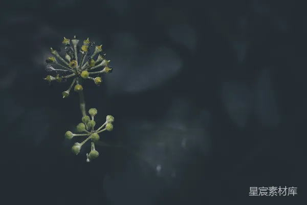 高清摄影 微光下的绿植与昆虫