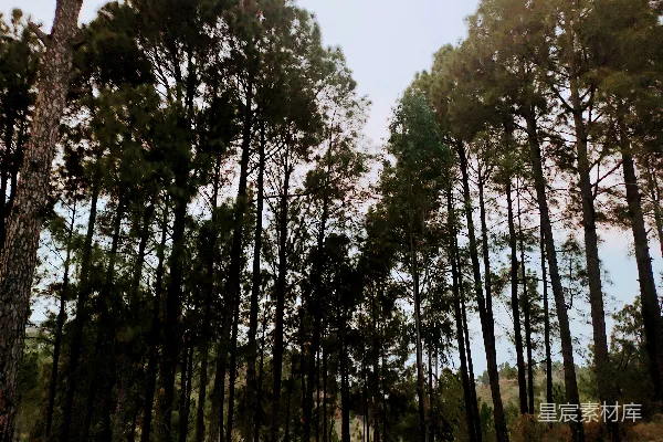 高清摄影 松树林的宁静时光