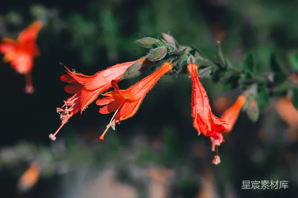 高清摄影 橙色吊钟花的自然之美