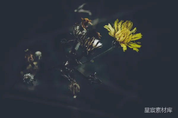 高清摄影 枯萎与新生：蒲公英的对比