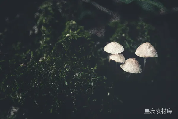 高清摄影 森林中的小蘑菇