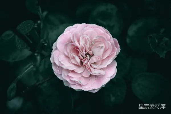 高清摄影 雨后粉红玫瑰