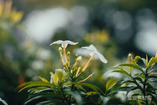 高清摄影 晨光中的茉莉花