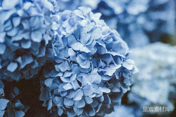 高清摄影 蓝花