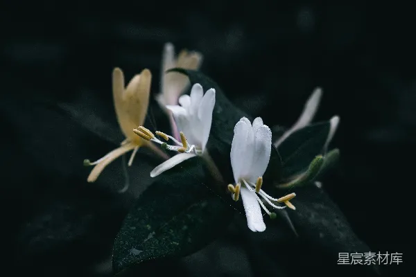 高清摄影 白花与深色背景的自然之美