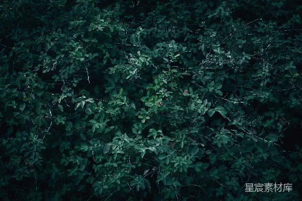 高清摄影 密林中的绿色植物