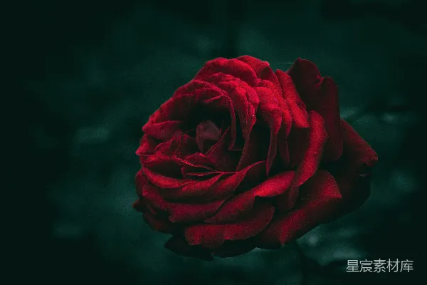 高清摄影 深色背景中的红色玫瑰