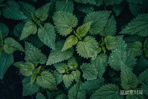 高清摄影 深绿色的野草