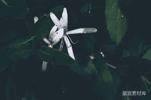 高清摄影 清晨的露珠与洁白的花朵
