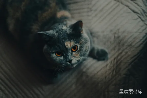 高清摄影 凝视的眼神：灰色猫咪的特写