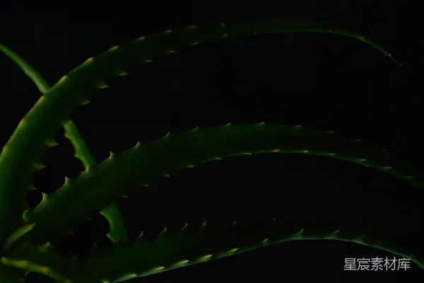 高清摄影 芦荟的剪影