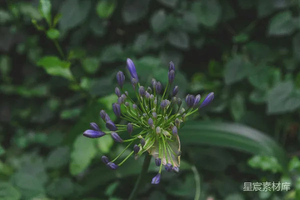 高清摄影 紫色花蕾在绿叶中的绽放