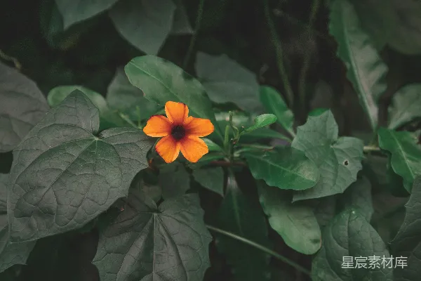 高清摄影 橙色花朵与绿叶的静谧