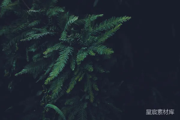高清摄影 雨后松针