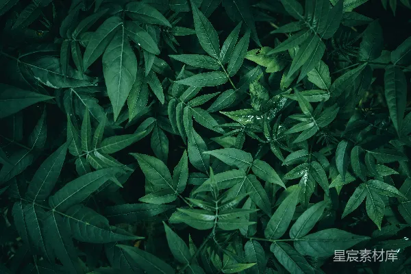 高清摄影 绿叶丛生的自然之美