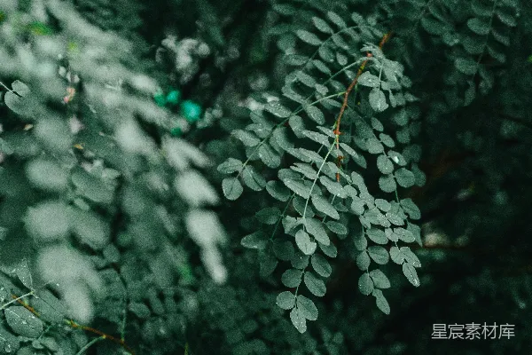高清摄影 雨后绿叶