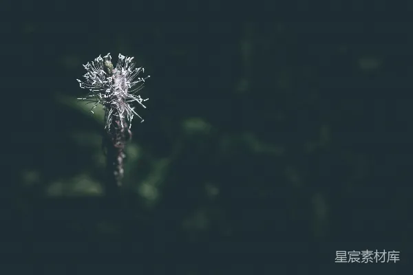 高清摄影 孤独的花蕾