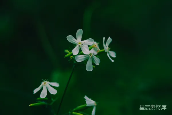 高清摄影 绿意盎然的小白花