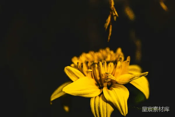 高清摄影 夜色中的黄色花朵