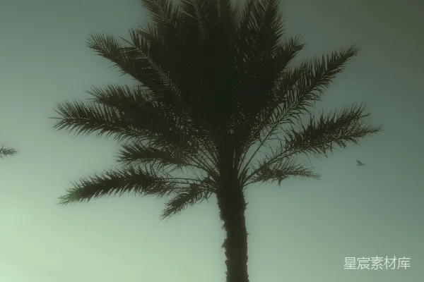 高清摄影 海畔的椰子树