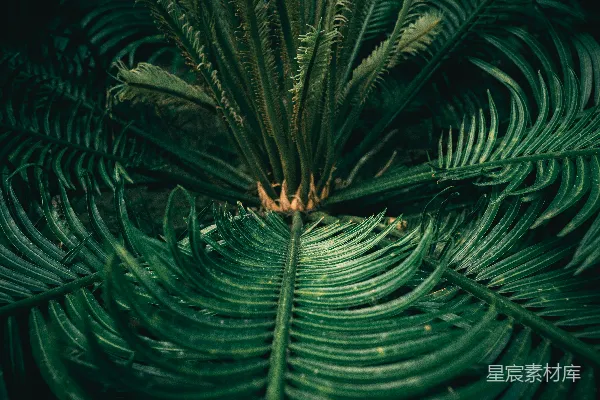 高清摄影 蕨类植物的纹理之美